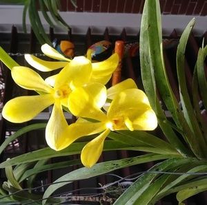 Meet your Posher, Vilma